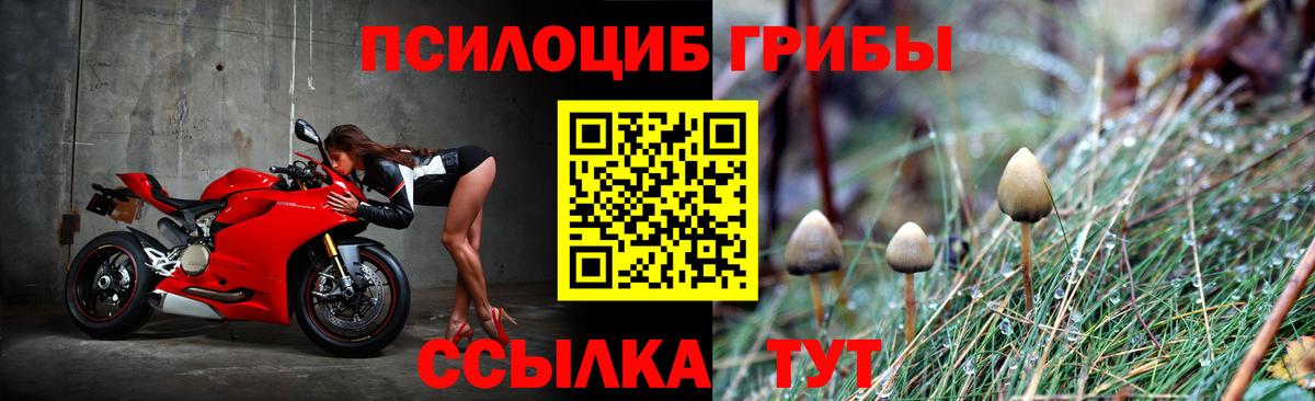 Псилоцибиновые грибы Cubensis Тобольск